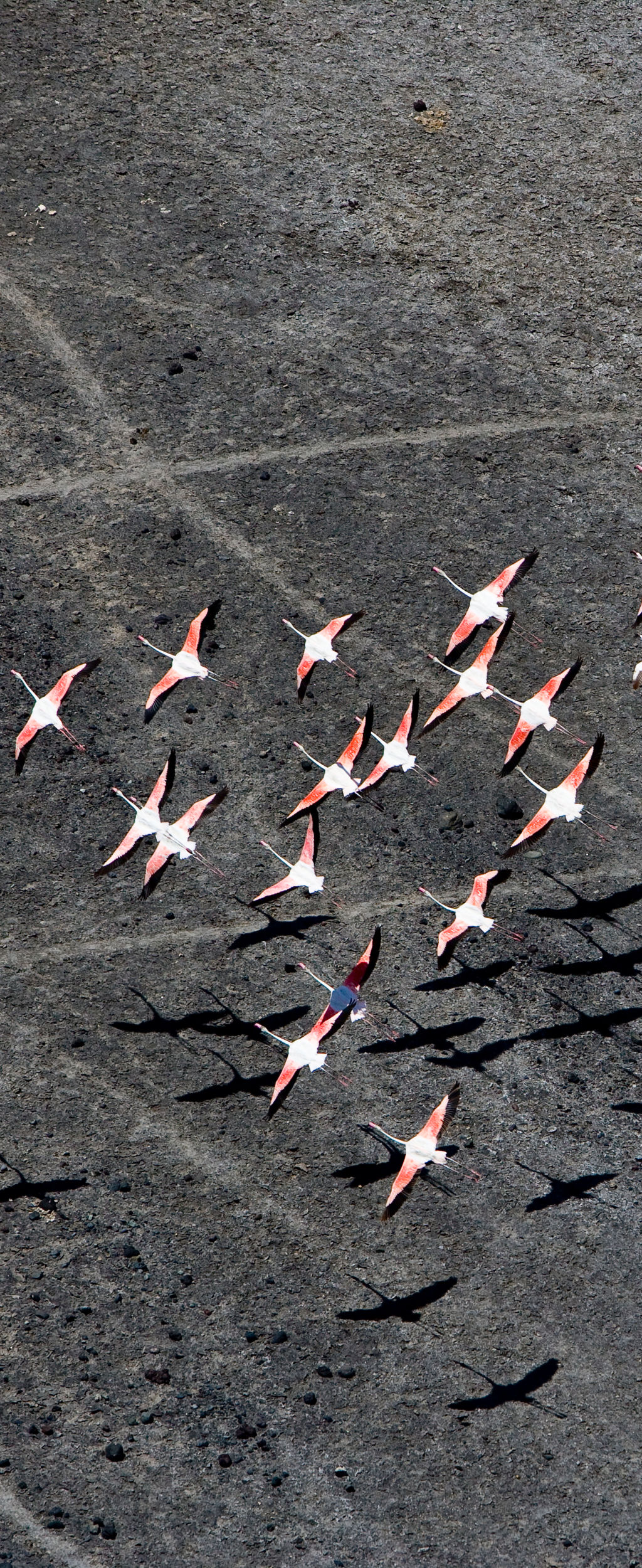 Flamingos casting shadows as they fly above Lake Natron.